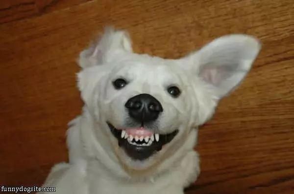 What A Great Smile