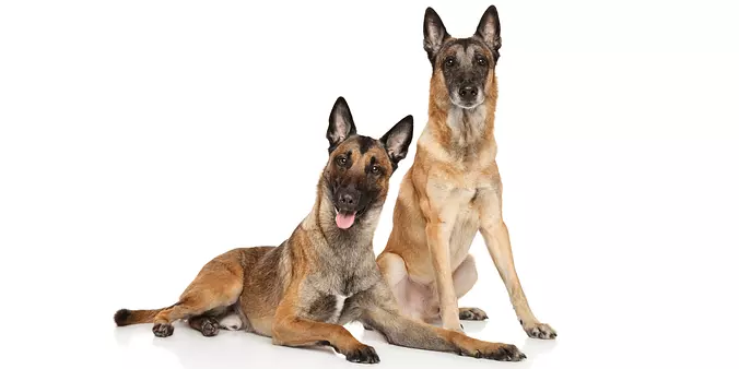 Belgian Malinois brothers