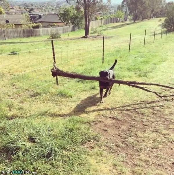 The Best Fetcher