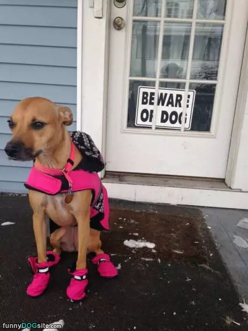 Pink Shoes