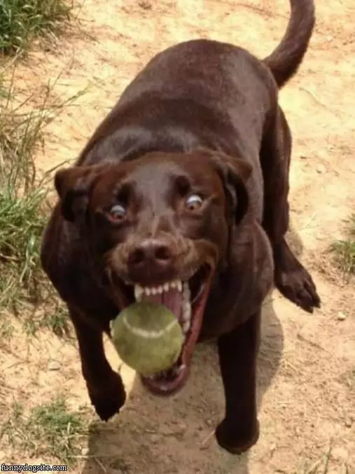 Mid Fetch Dog
