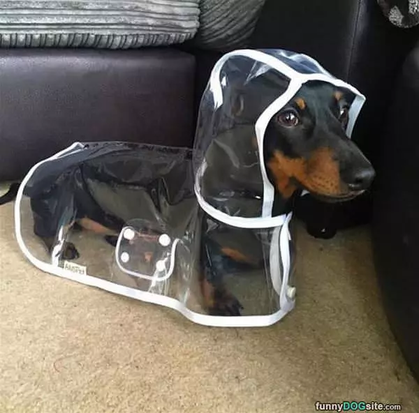 Keeping My Dog Warm