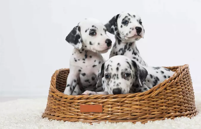 baby Dalmatian