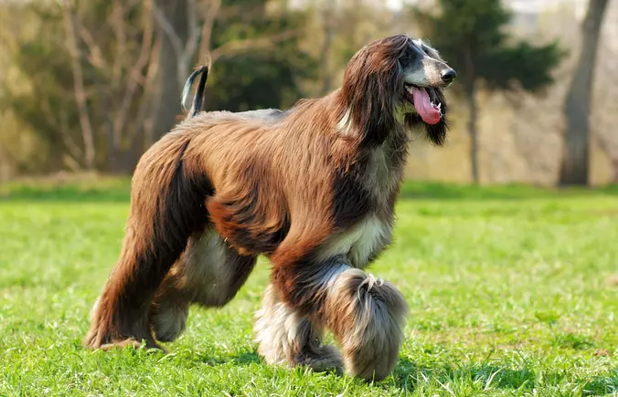Afghan Hound Running