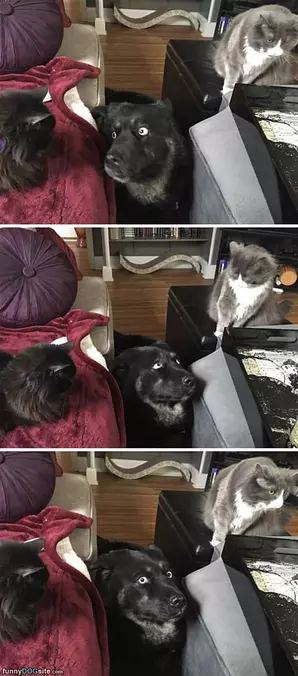 Oh My I Am Surrounded