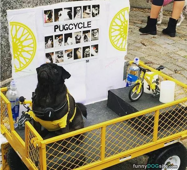 Pugcycle Dog