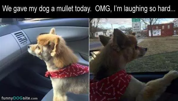Gave The Dog A Mullet Today