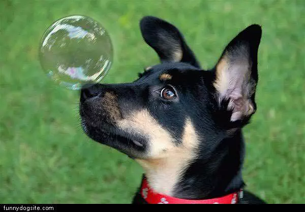 Bubble