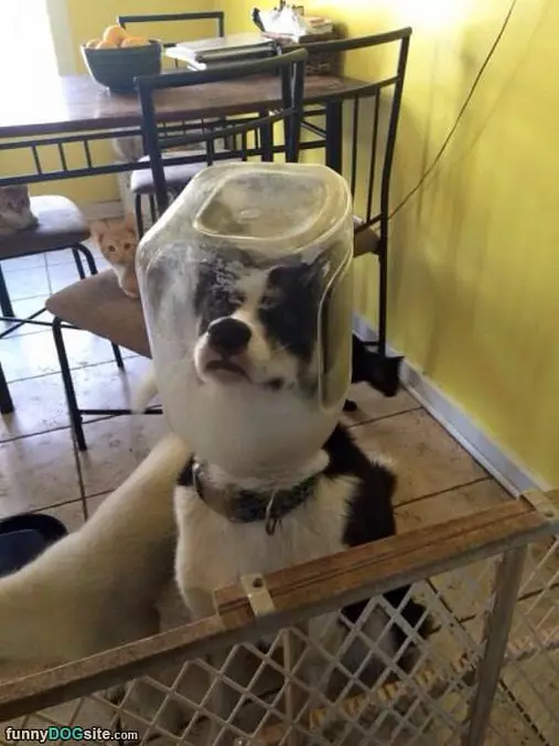 I Has A Helmet