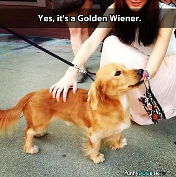 Golden Weiner