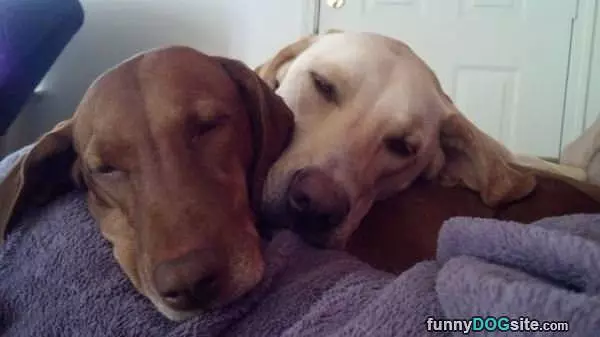 Napping Buddies