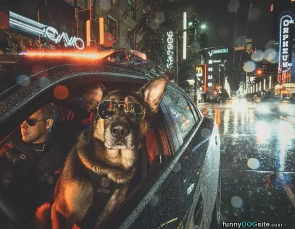 Cool Police Dog