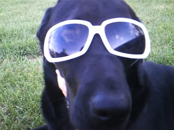 Harley Wearing Sunglasses