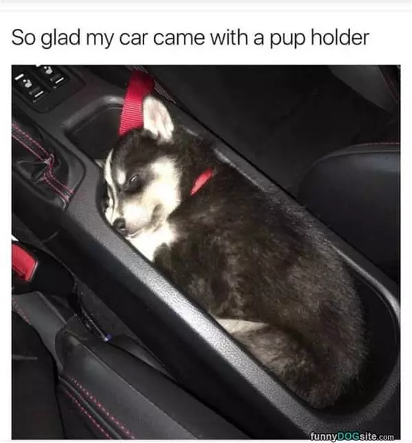 Came With A Pup Story