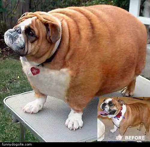 Obese Dog