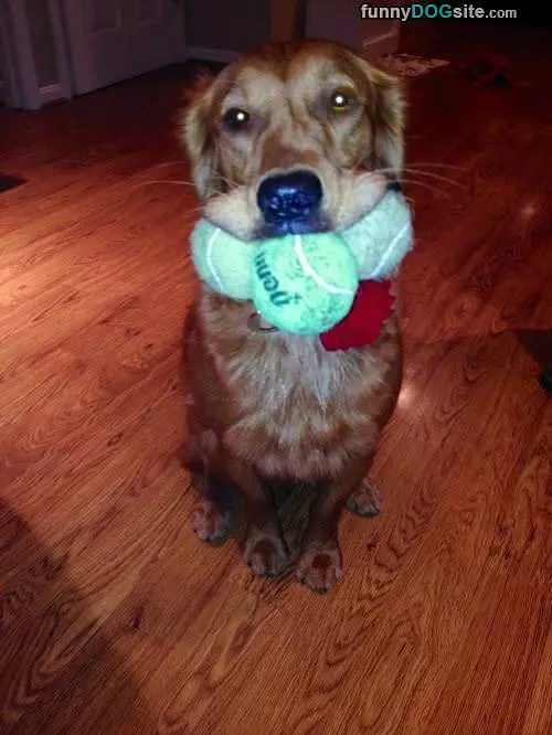 Well Go Fetch