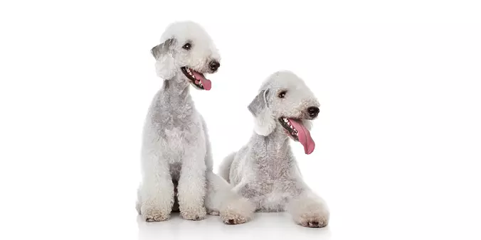 Bedlington Terrier brothers