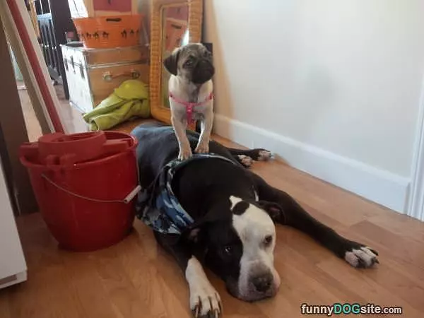 Fun Dogs