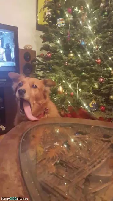 That Long Tongue