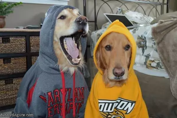 Dogs In Hoodies