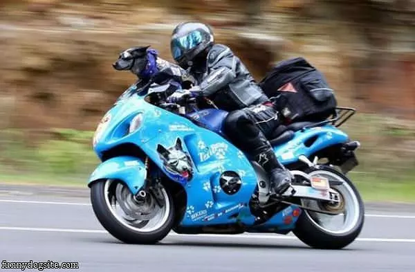 This Dog Loves Speed
