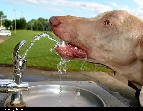 Water Fountain