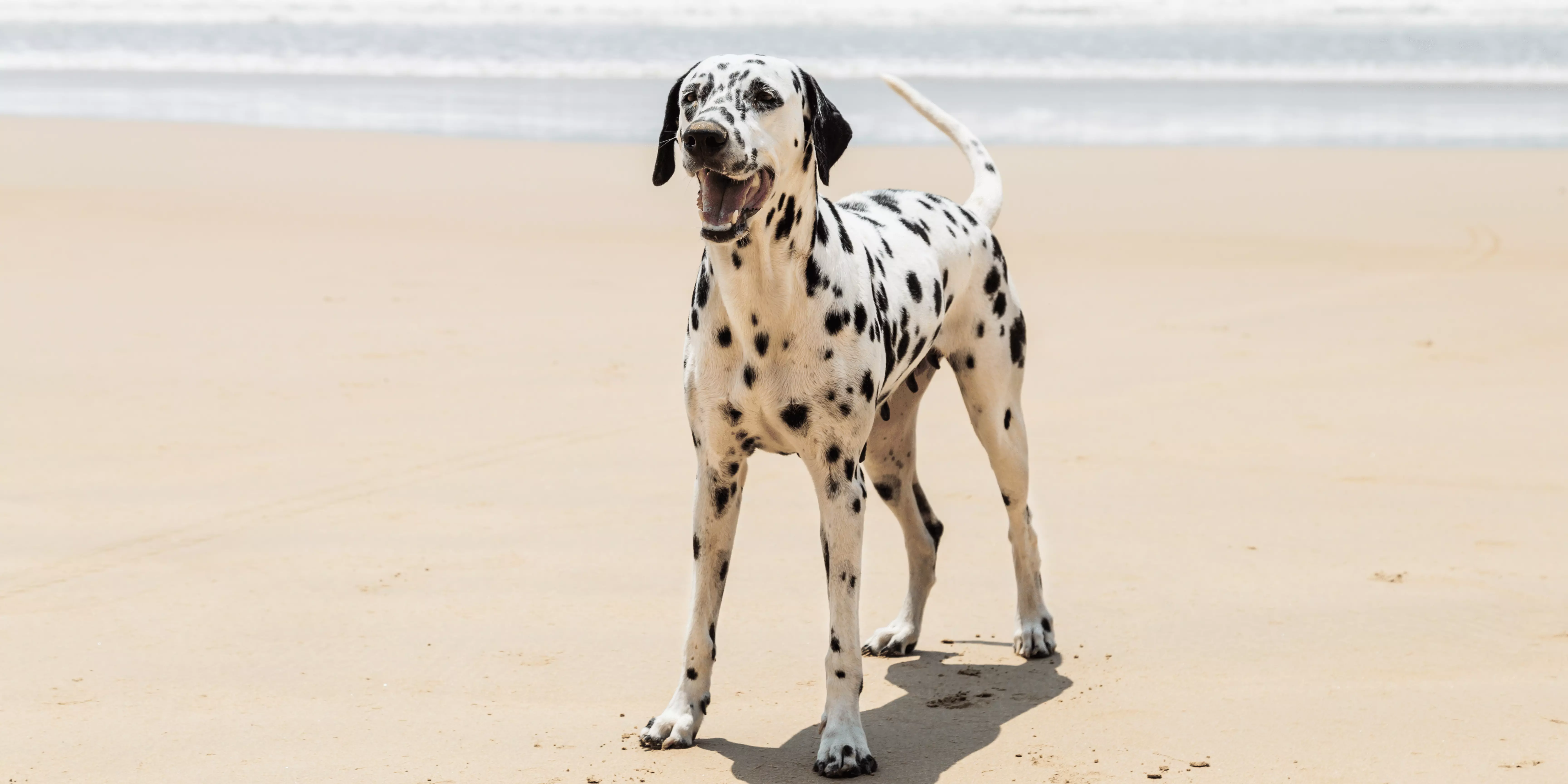 Dalmatian