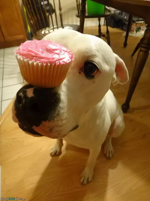 Cupcake Balancer