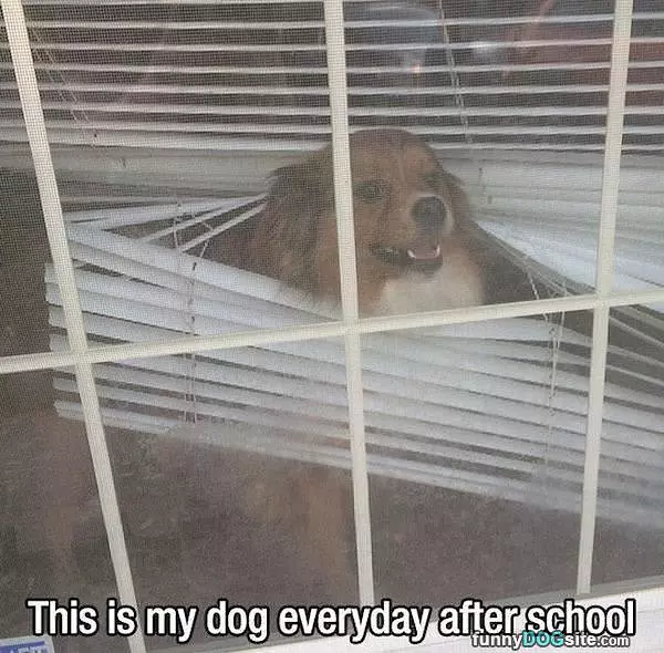 Every Afternoon