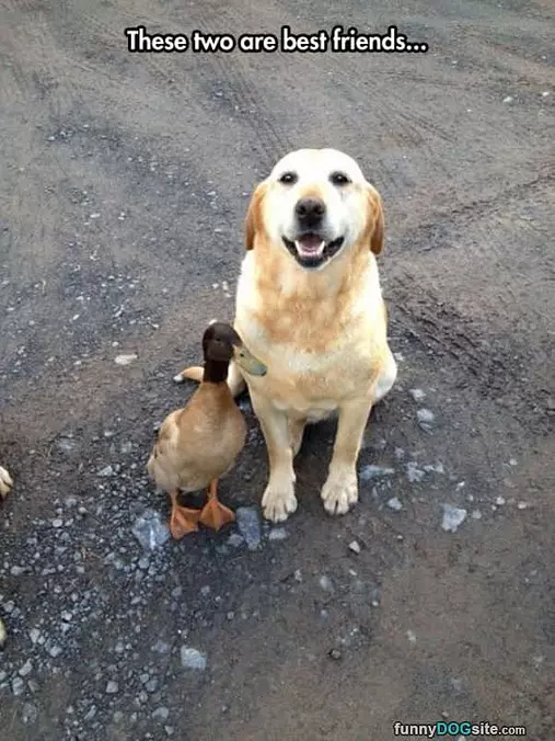 Best Friends