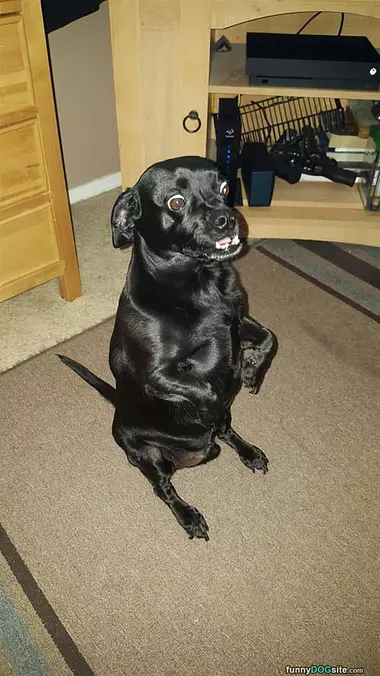 Sitting Waiting For A Treat