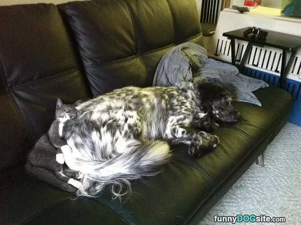 Found The Best Blanket