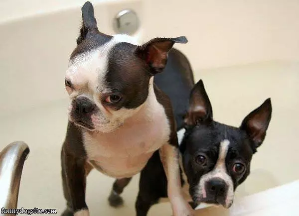 What You Looking At