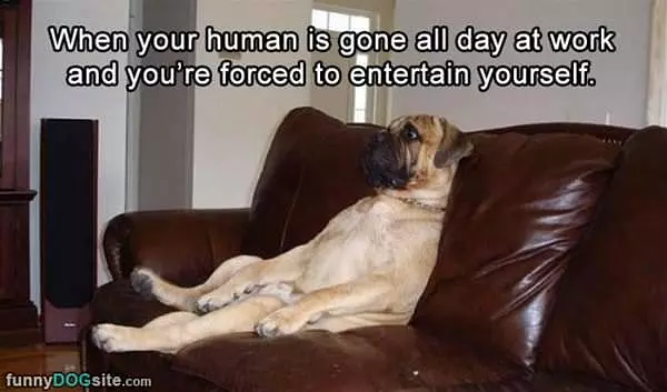 Forced To Entertain Yourself