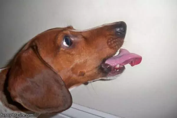 Dogs Funny Tongue