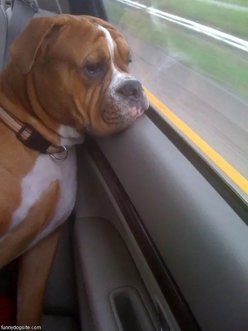 Going For A Ride