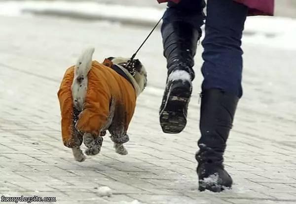 Hover Dog