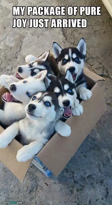 Package Of Joy