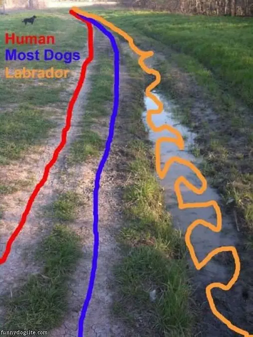 Labradors