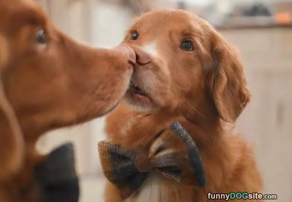 Booping Noses