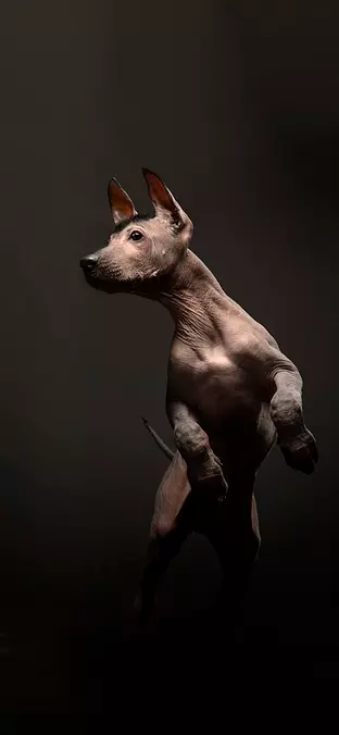 Xoloitzcuintli in brown bac...