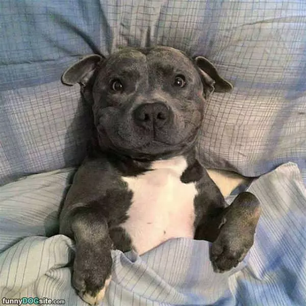 Tucked In And Happy
