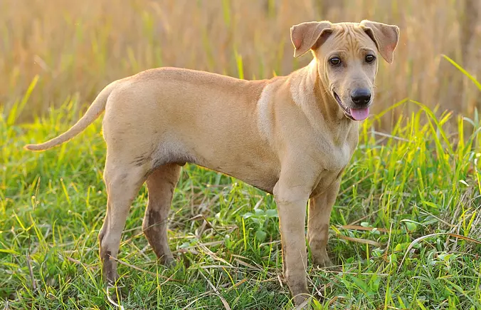 Thai Ridgeback puppy