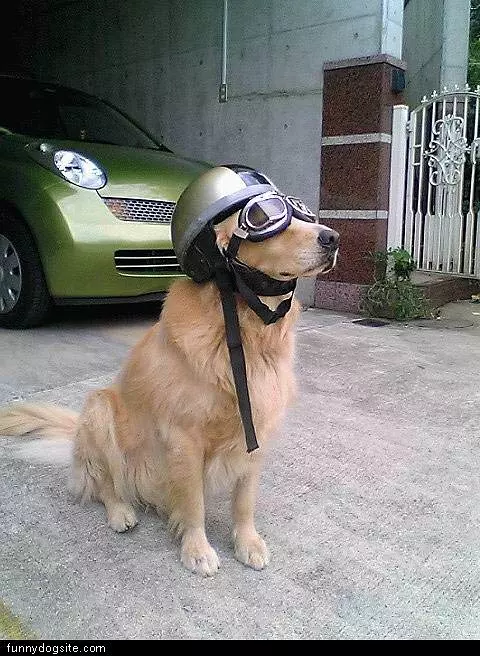 Road_dog