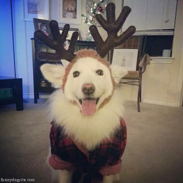 Nice Antlers