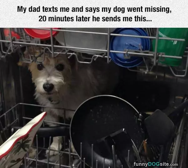 Dog Went Missing