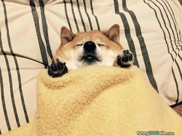 All Tucked In Nice