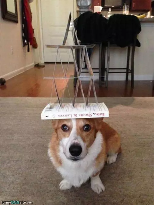 Very Patient Dog