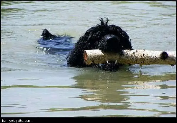 Stick Fetch Dog