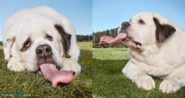 That Is A Huge Tongue